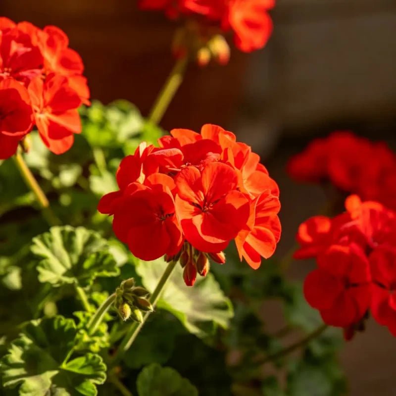 Horizon series Red Geranium Seeds - Verdseeds