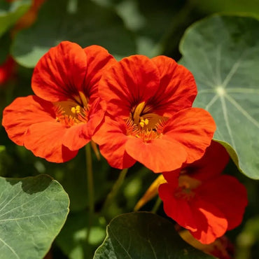 Horizon series Red Geranium Seeds - Verdseeds