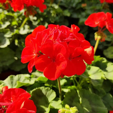 Horizon series Red Geranium Seeds - Verdseeds
