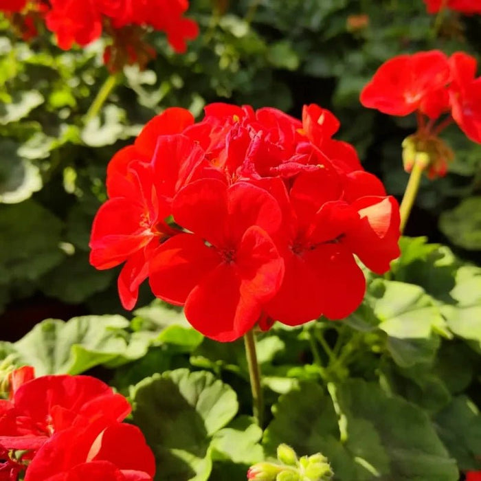 Horizon series Red Geranium Seeds - Verdseeds