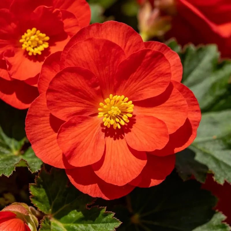 Horizon series Red Geranium Seeds - Verdseeds