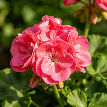 Horizon series Rose Rainbow Geranium Seeds - Verdseeds