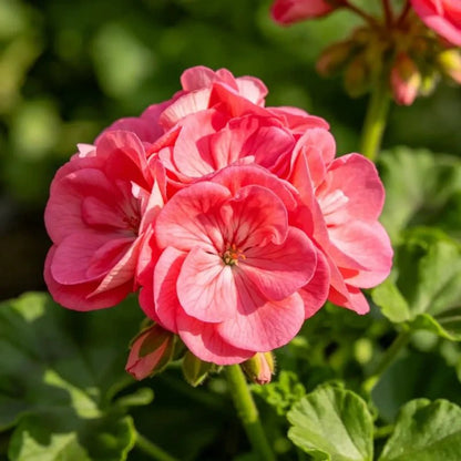 Horizon series Rose Rainbow Geranium Seeds - Verdseeds