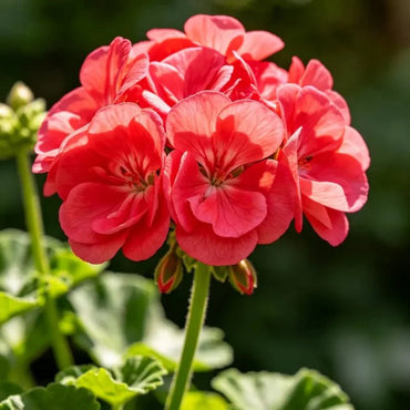 Horizon series Rose Rainbow Geranium Seeds - Verdseeds
