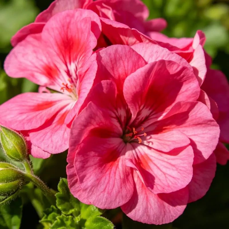 Horizon series Rose Rainbow Geranium Seeds - Verdseeds