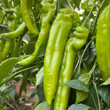 Horn Pepper Seeds - Verdseeds