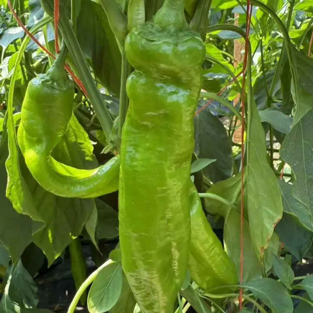 Horn Pepper Seeds - Verdseeds
