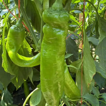 Horn Pepper Seeds - Verdseeds