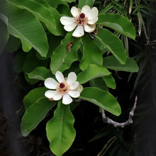 Houpu Magnolia Seeds - Verdseeds