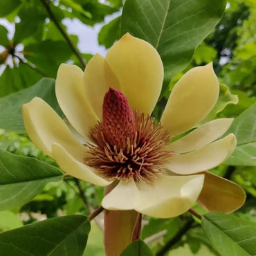 Houpu Magnolia Seeds - Verdseeds