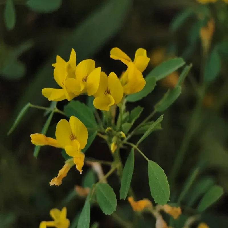 Fenugreek Seeds