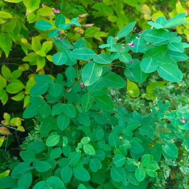 Bush Clover Seeds