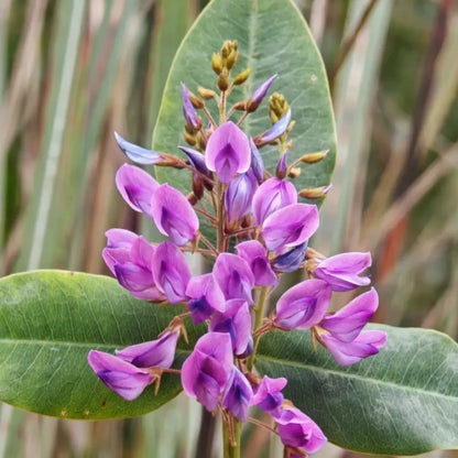 Bush Clover Seeds