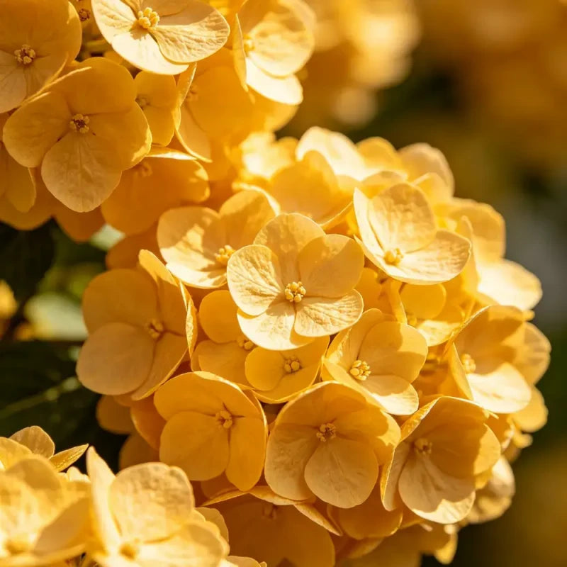 Billy Buttons Seeds