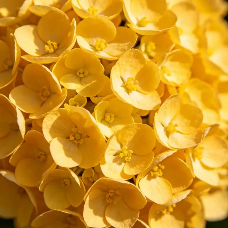 Billy Buttons Seeds
