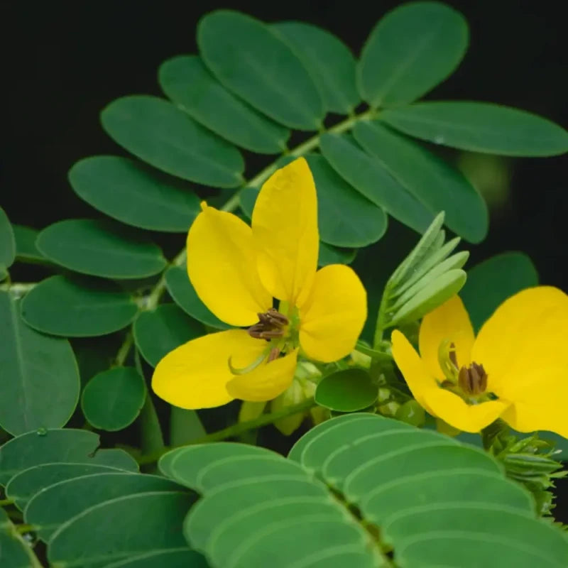 Yellow Sophora Seeds