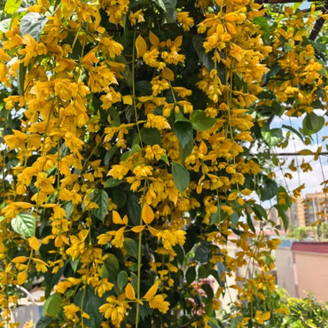 Golden Wisteria Seeds