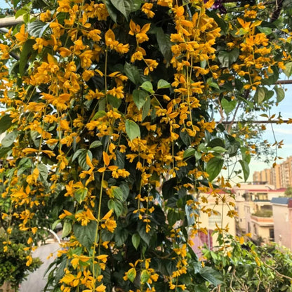 Golden Wisteria Seeds