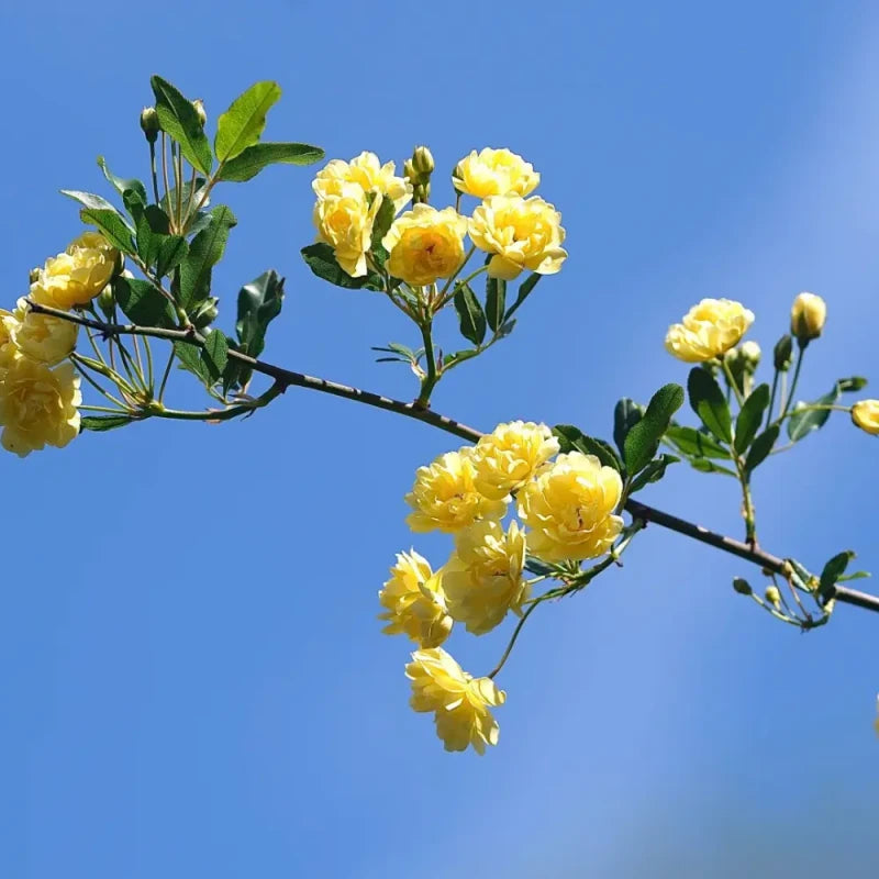 Yellow Lady Banks' Rose Seeds