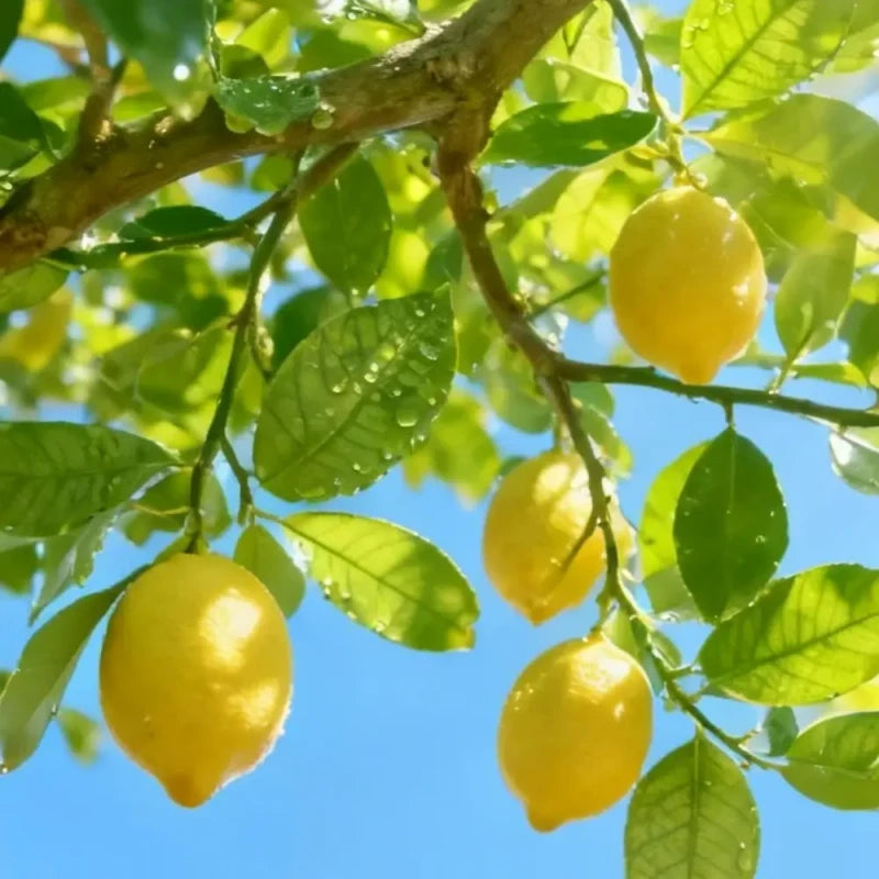 Yellow Lemon Seeds