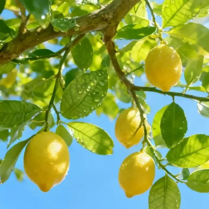 Yellow Lemon Seeds