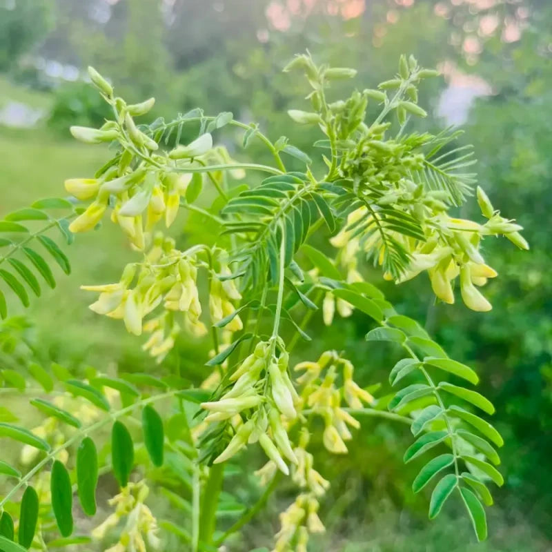 Astragalus Seeds