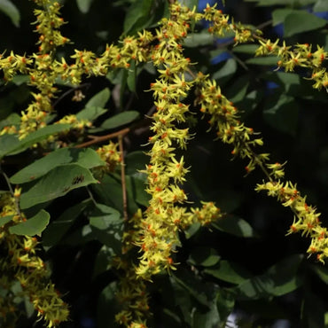 Goldenrain Tree Seeds
