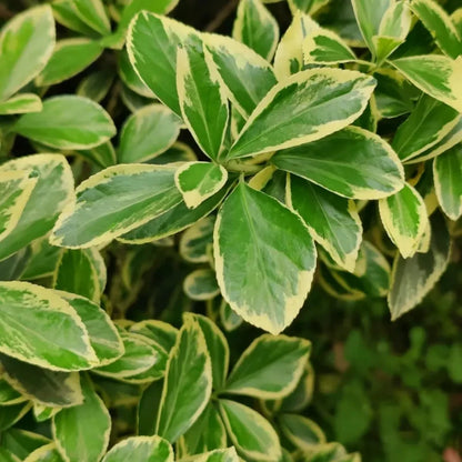 Boxwood Seeds