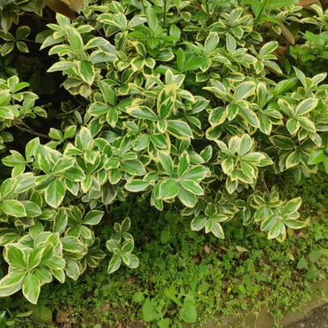 Boxwood Seeds