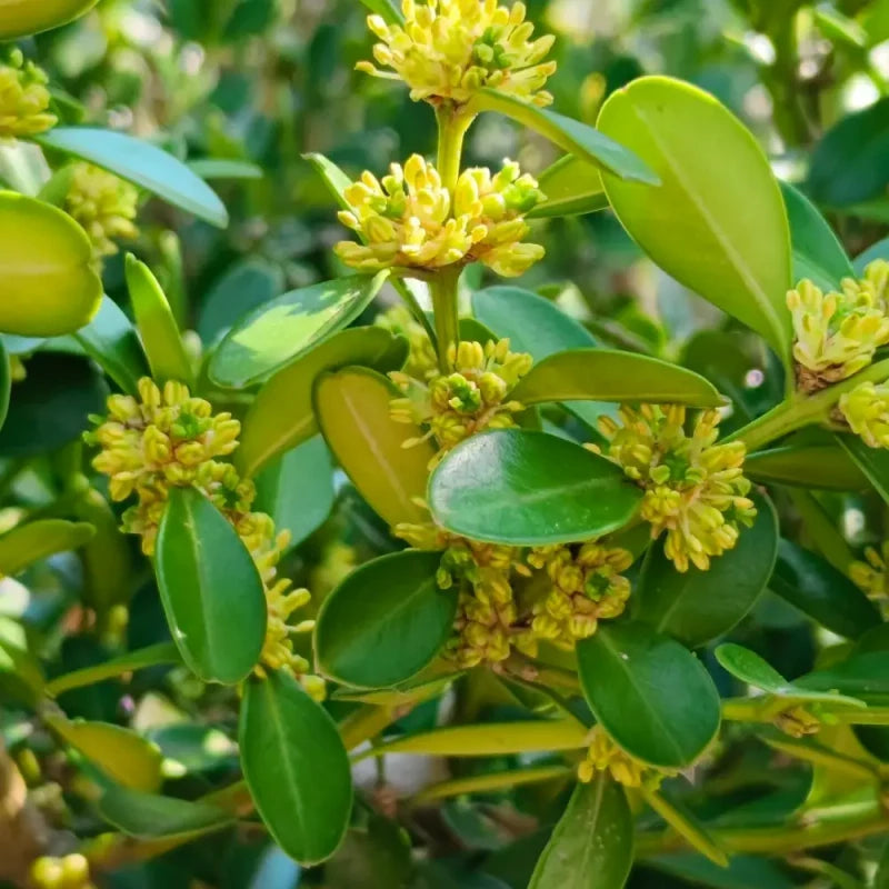 Boxwood Seeds