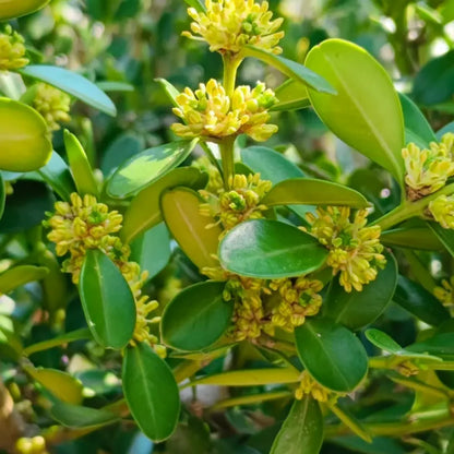 Boxwood Seeds