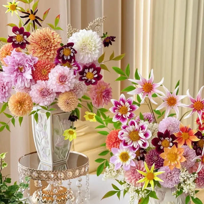 Giant Mixed Colors Dahlia Seeds