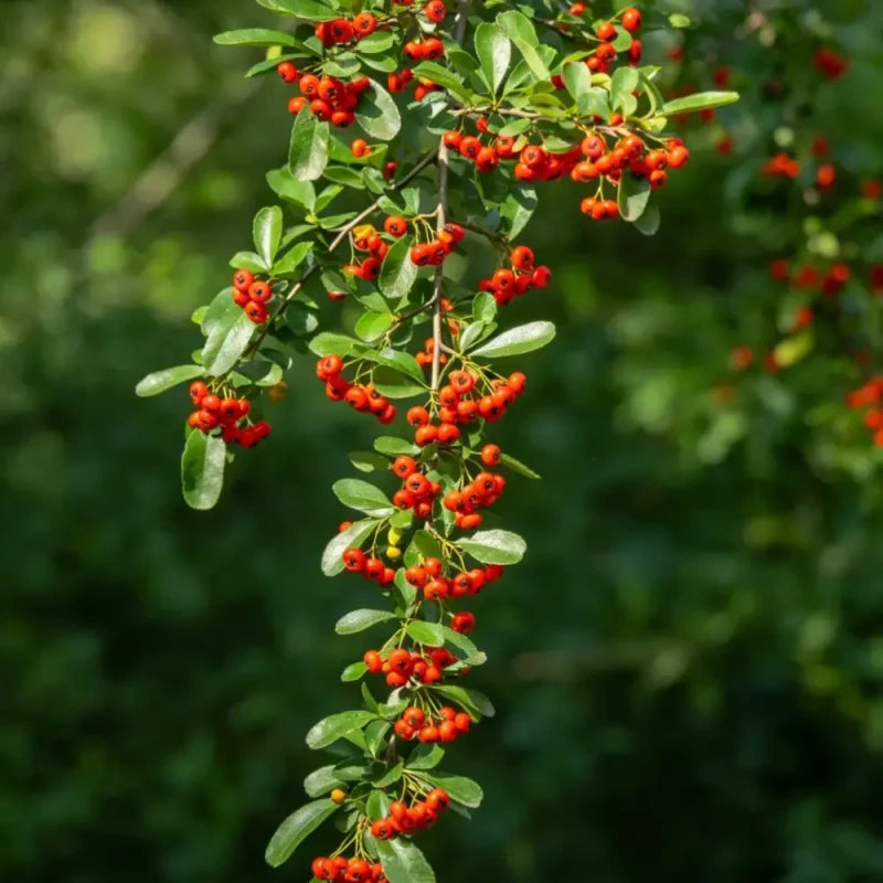 Firethorn Seeds