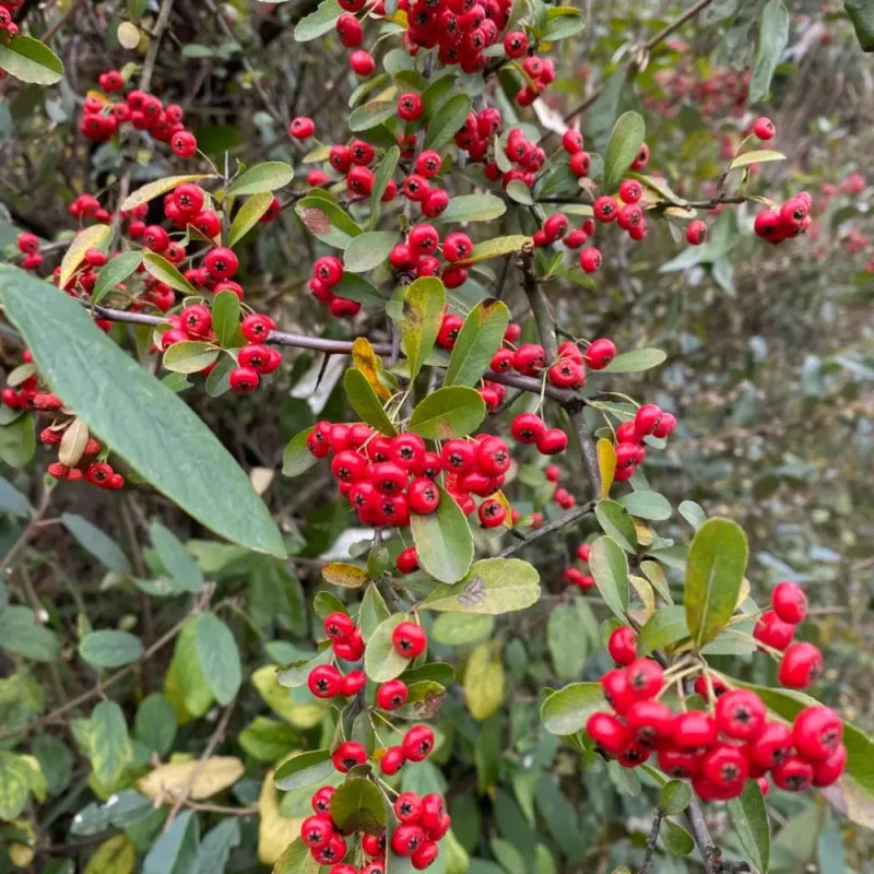 Firethorn Seeds