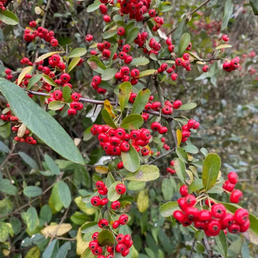 Firethorn Seeds