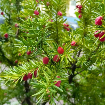 Hybrid Yew Seeds - Verdseeds