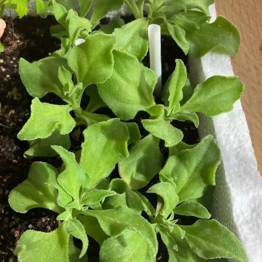Ice Plant Seeds - Verdseeds