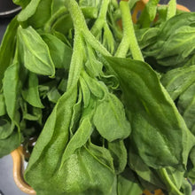 Ice Plant Seeds - Verdseeds