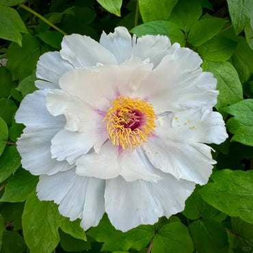 Ice Purity Tree Peony Seeds - Verdseeds