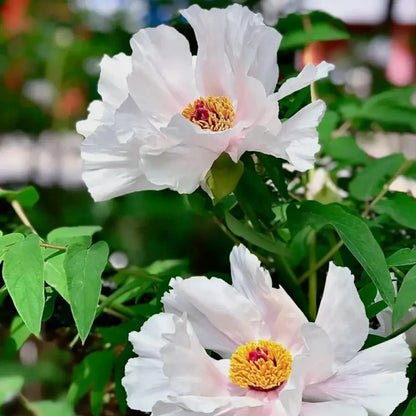 Ice Purity Tree Peony Seeds - Verdseeds
