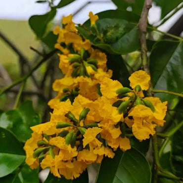Indian Rosewood Seeds - Verdseeds