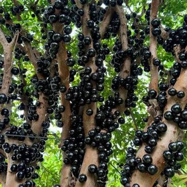 Jaboticaba Seeds - Verdseeds