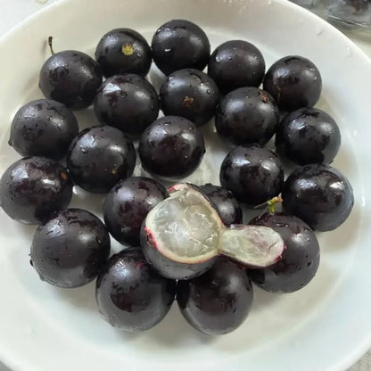 Jaboticaba Seeds - Verdseeds