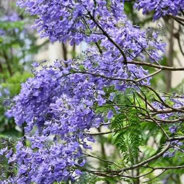 Jacaranda Seeds - Verdseeds