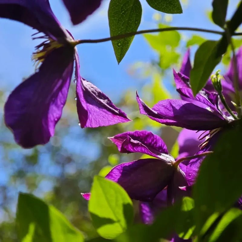 Jackmanii Clematis Seeds - Verdseeds