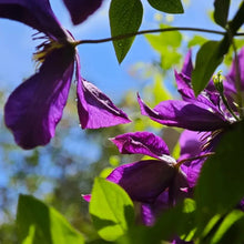 Jackmanii Clematis Seeds - Verdseeds