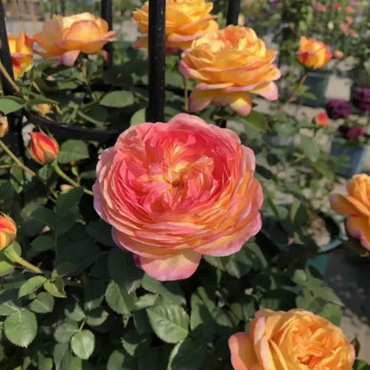 Janssen Rose Seeds - Verdseeds