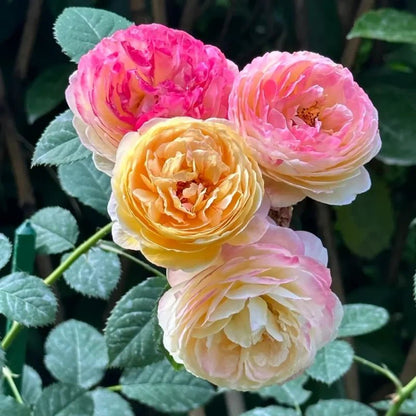 Janssen Rose Seeds - Verdseeds
