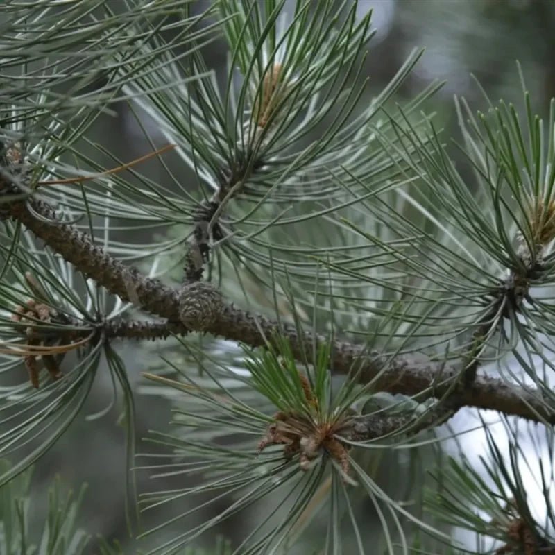 Japanese Black Pine Seeds - Verdseeds