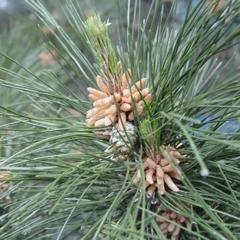 Japanese Black Pine Seeds - Verdseeds